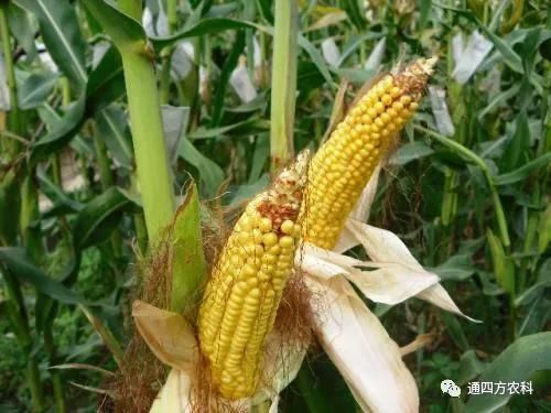 ���׶d���c�՗U��ԭ����