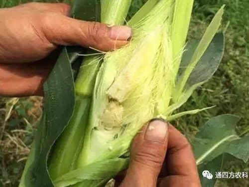 ���׶d���c�՗U��ԭ����